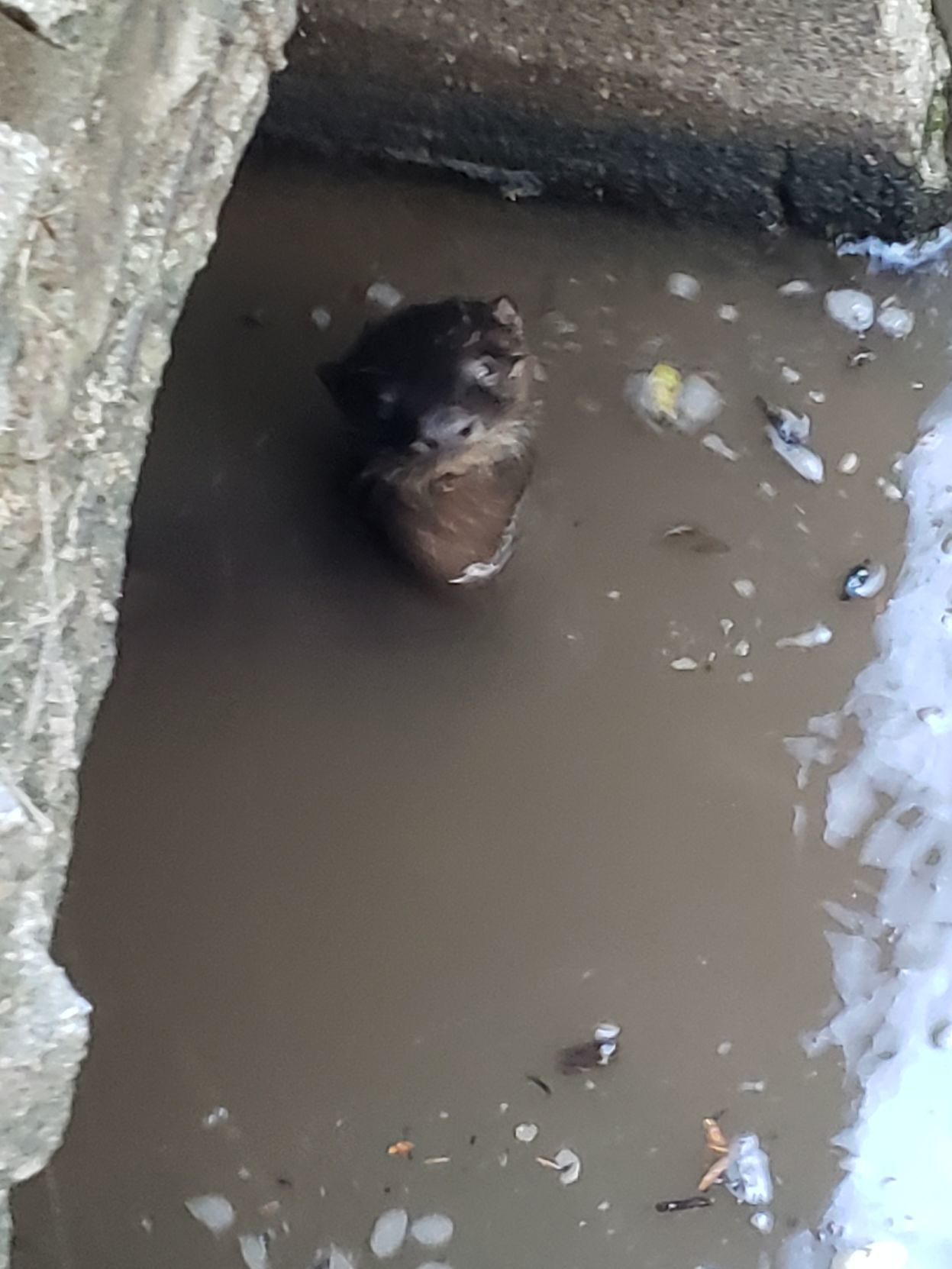 River otter